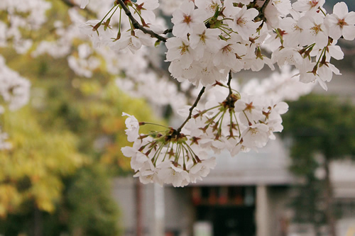 越前和紙の里・紙の文化博物館前に咲く桜