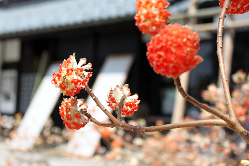 越前和紙の里・卯立の工芸館に咲く三椏の花